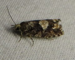 Zeiraphera improbana