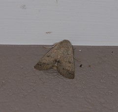 Pandesma submurina