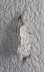 Porela rhabditis