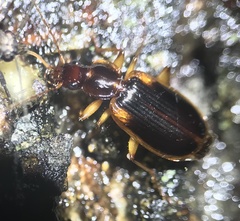 Cymindis limbata
