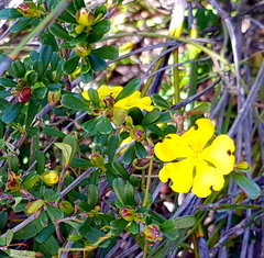Hibbertia monogyna