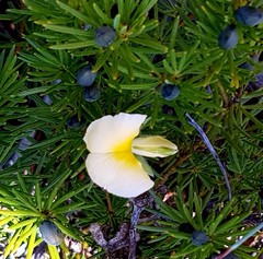 Gompholobium grandiflorum