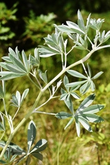 Lupinus leucophyllus
