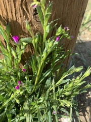 Calandrinia breweri