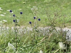 Echinops ritro