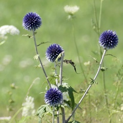 Echinops ritro