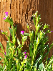 Calandrinia breweri