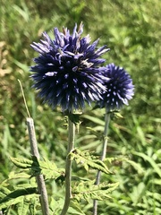 Echinops ritro