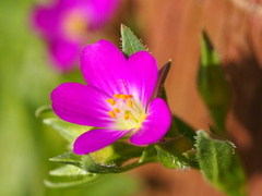 Calandrinia breweri