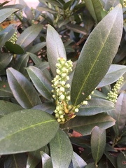 Prunus laurocerasus