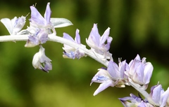 Lupinus leucophyllus