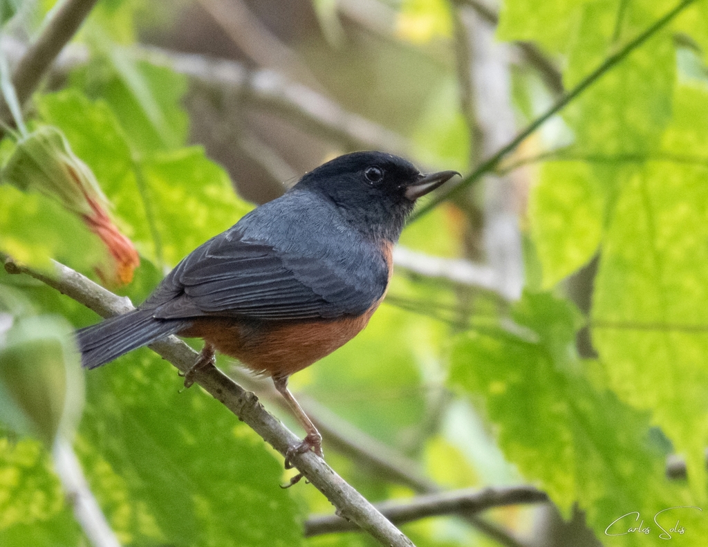 Cinnamon-bellied Flowerpiercer (Diglossa baritula) photo