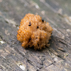 Artomyces microsporus