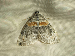 Dysstroma hersiliata