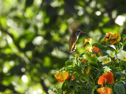 Rufous Hummingbird photographed in Alaska