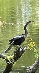 Anhinga