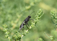 Sphex fumicatus