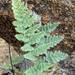 Villous Lipfern - Photo (c) Rich Stevenson, some rights reserved (CC BY-NC), uploaded by Rich Stevenson