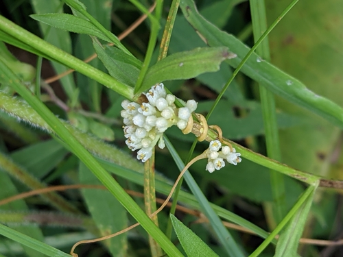 Image of Cuscuta coryli by (c) Ethan Rose, some rights reserved (CC BY)