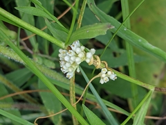 Cuscuta coryli