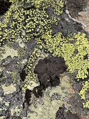 Umbilicaria torrefacta