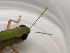 Dichromorpha elegans