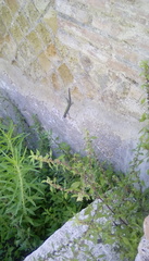 Podarcis muralis nigriventris