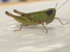 Dichromorpha elegans