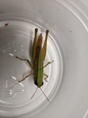 Dichromorpha elegans