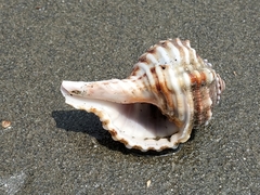 Cymatiidae