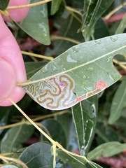 Phyllocnistis meliacella