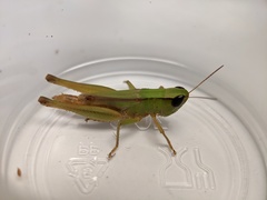 Dichromorpha elegans