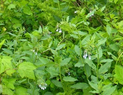 Mertensia paniculata borealis