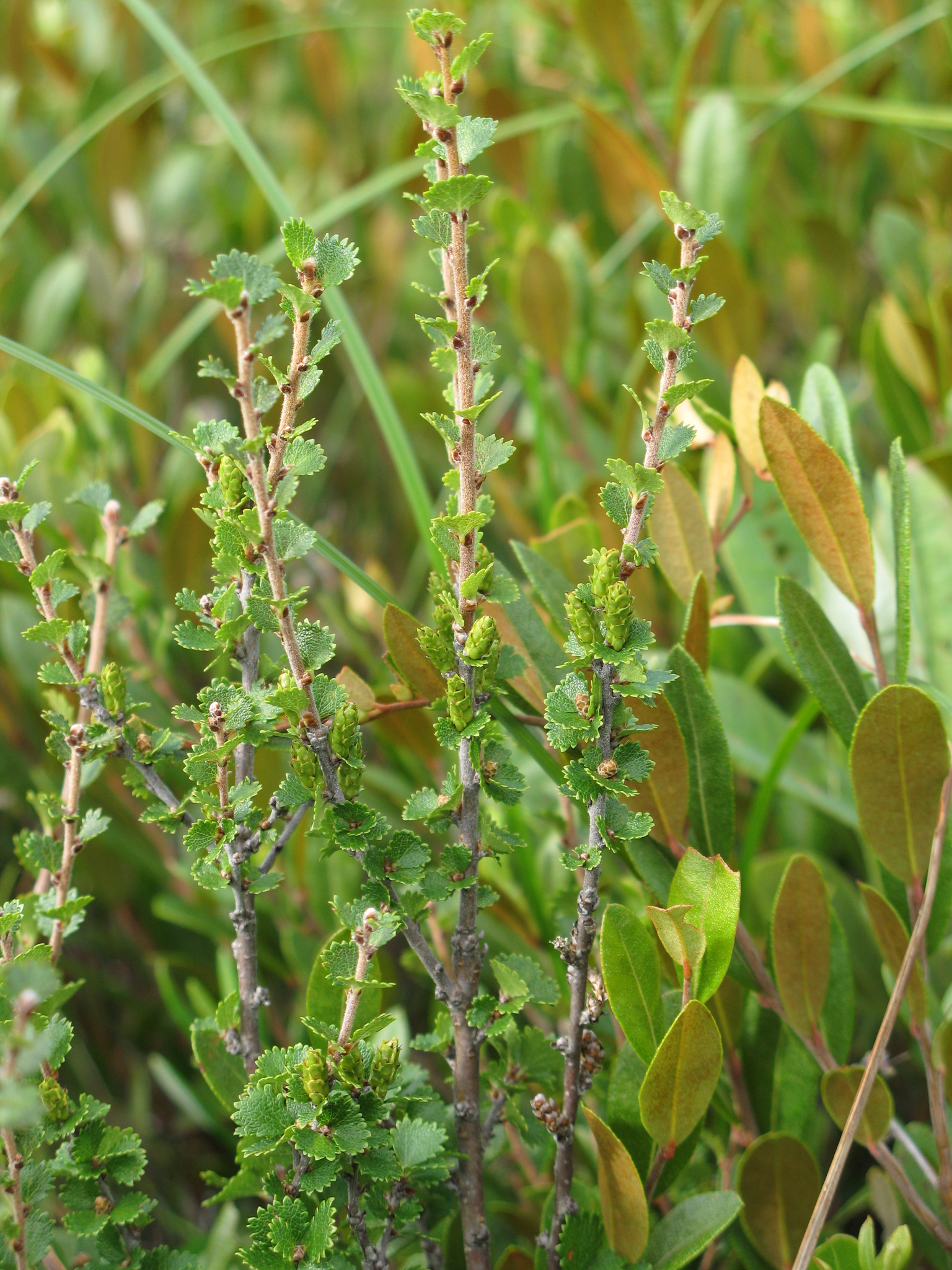 Betula michauxii