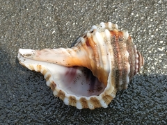 Cymatiidae