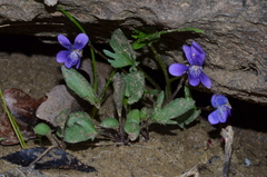 Viola egglestonii