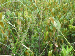 Betula michauxii