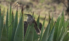 Campylorhynchus jocosus