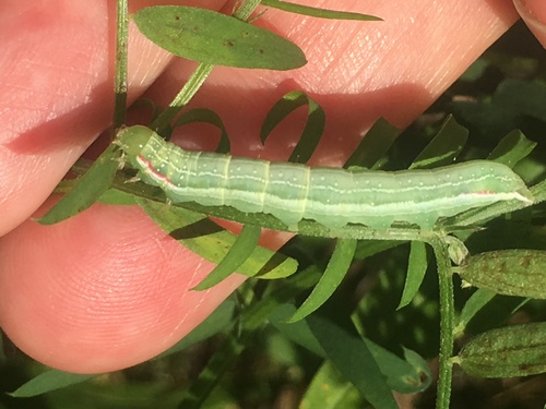 Green Leuconycta Moth