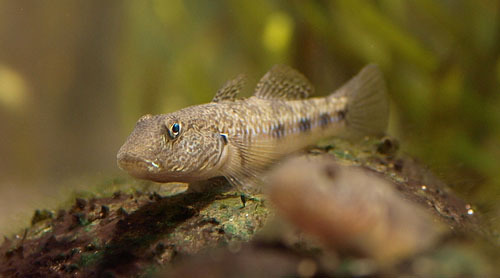 Freshwater goby (Awaous aeneofuscus) — Gobiidae