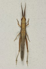 Paropomala pallida