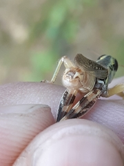 Melanoplus alpinus