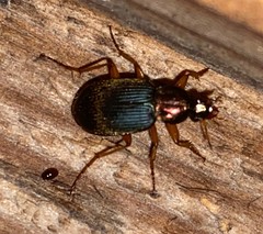 Chlaenius erythropus