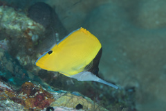 Forcipiger longirostris