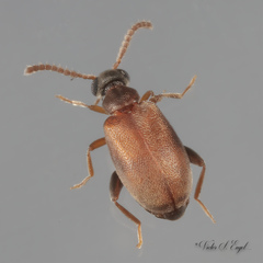Aderus brunnipennis