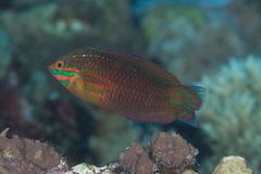 Halichoeres biocellatus