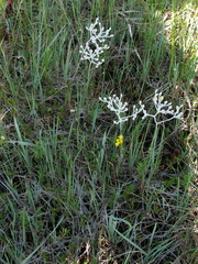 Lophiola aurea