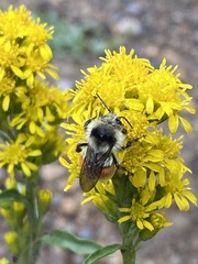 Bombus bifarius