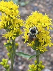 Bombus bifarius
