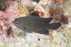 Pomacentrus brachialis